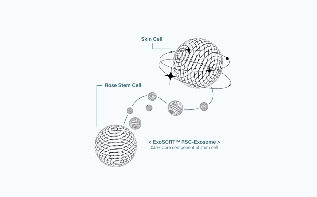 A diagram which shows the interaction between Exosome treatment and skin cells from deep within.